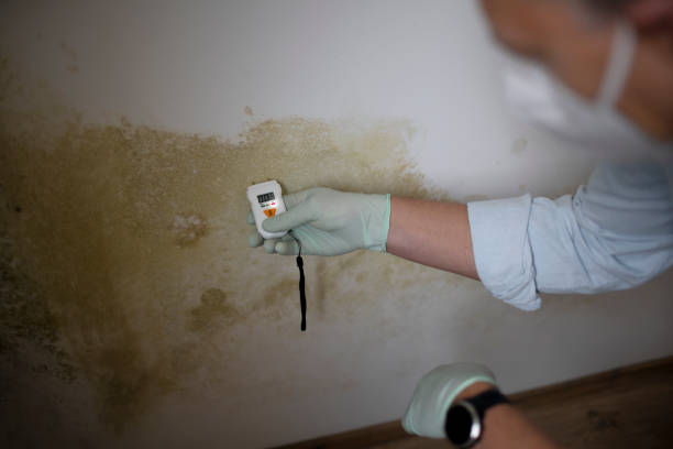 Best Commercial Mold Removal  in Knightstown, IN