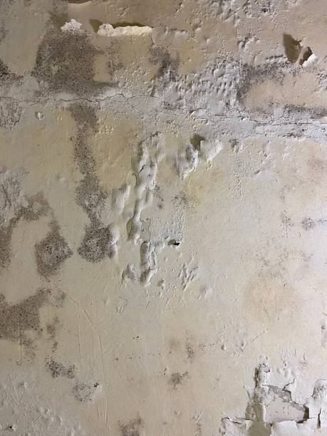 Best Commercial Mold Removal  in Knightstown, IN